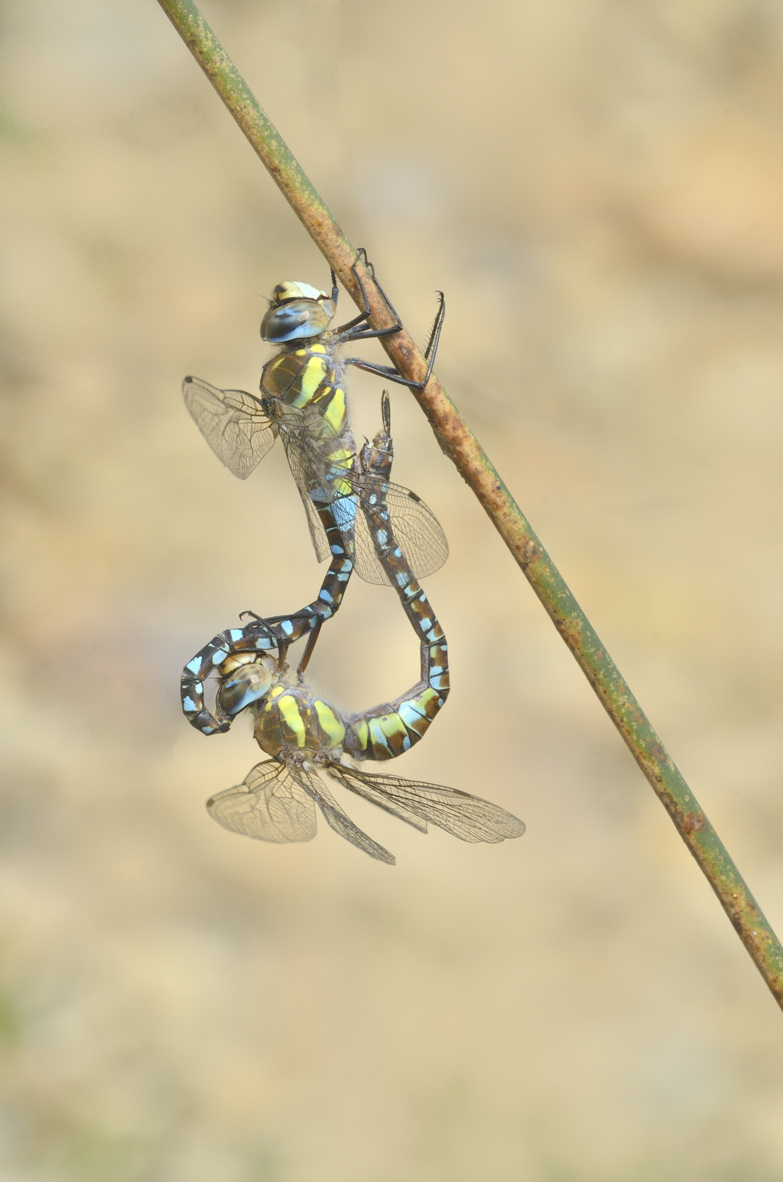 Aeshna mixta